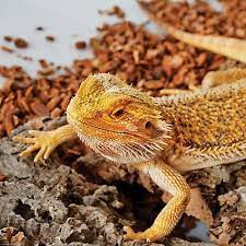 Bearded Dragons For Sale Buy Live Bearded Dragons For Sale Petco Bearded Dragon Petco Reptiles Pet