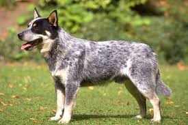 Australian cattle dog mix puppies for sale. Queensland Heeler Puppies For Sale From Reputable Dog Breeders
