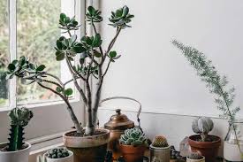 If they share the same demands for light, temperature and water, you can be sure that they're compatible. How To Care For Succulents And Not Kill Them 9 Plant Care Tips Architectural Digest