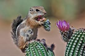 He was following me around and jumping up and down. Harris S Antelope Ground Squirrel The Pond At Elephant Head Amado Arizona By Alan Elaine Wilson Ground Squirrel Desert Animals Squirrel