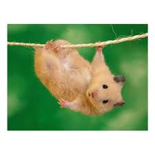 Seterusnya, kami menawarkan pilihan gambar lucu dengan hamster. Cute Hamster Postcard Zazzle Com In 2021 Cute Wild Animals Funny Animals Wild Animal Wallpaper