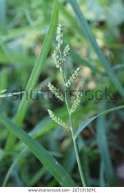 Image result for Echinochloa colona
