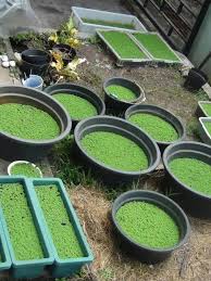 Hal ini dikarenakan tingginya permintaan belut di pasar dan rendahnya stok belut dari para pembudidaya. Cara Budidaya Azolla Di Ember Paling Mudah Ternak Duit