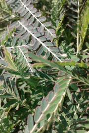 Image result for Aeschynomene sp. A