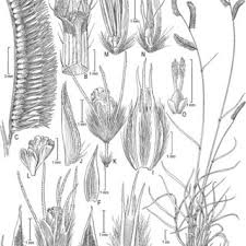 Image result for Brachyachne patentiflora
