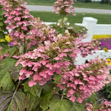 Image result for Hydrangea