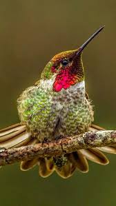 Yakut Bogazli Sinekkusu Pet Birds Hummingbird Beautiful Birds