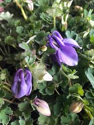 Image result for Aquilegia flabellata ministar