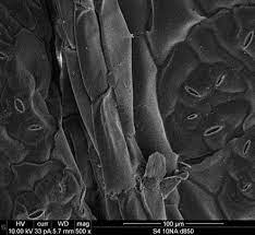 In spite of the differences in size and complexity, all cells are mostly composed of the same substances and they all carry out cells are made up of subcellular structures that are responsible for different and specific functions. Plant Cell Wikiwand