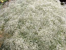 Baby S Breath Flower Prayer Garden Meditation Garden Marian Garden