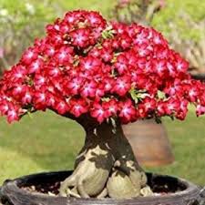 15 Jenis Tanaman Bonsai Terbaik Tokopedia Blog