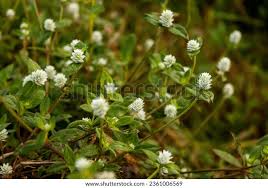 Image result for Alternanthera caracasana