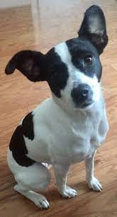 American Rat Terrier Rescue Rat Terrier Puppies Rat Terrier Dogs Rat Terriers
