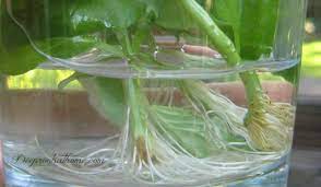 You'll want to take a cutting that has a good stem length on it. Root Basil Starts From Stem Cuttings Right In Your Window