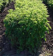 Image result for Sladeniaceae