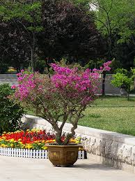 Image result for Buchnera subglabra