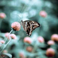 All These Places Have Their Moments Reino Animal Mariposas