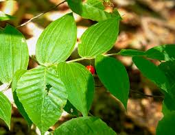 Image result for Jasminum streptopus