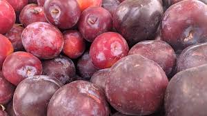 Plum 'satsuma' grows to 4m (h) x 3m (w) in 10 years. The Satsuma Plum Everything You Need To Know Minnetonka Orchards