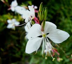 Image result for Oenothera lindheimeri