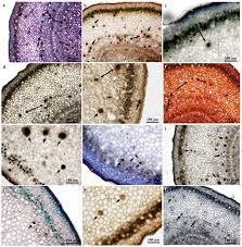 Image result for Tabernaemontana ventricosa