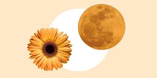 Conservez le plus beau, de préférence le fruit du centre pour les pommes et un de la périphérie pour les poires. Les Effets De La Super Lune Des Fleurs De Mai Sur Votre Semaine Cosmopolitan Fr