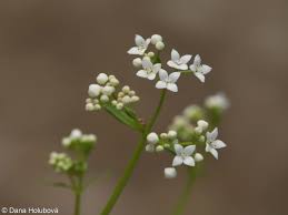Image result for Galium