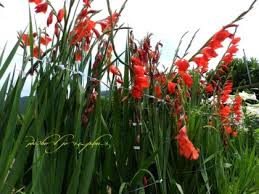 Image result for Gladiolus microspicatus