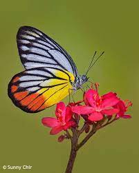 Pin Em Butterflies