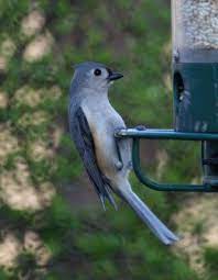 Pin By Rockaway Township Free Public On I Like New Jersey Backyard Birds Bird Photo Backyard