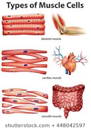Smooth Muscle Images Stock Photos Vectors Shutterstock