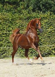 Gr Marvel Marwan Al Shaqab X Lc Ferrarity By Beautiful Arabian Horses Horses Beautiful Horses