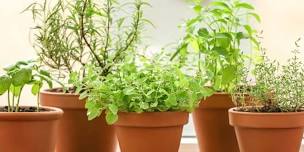 Windowsill Herbs — Dodge County Master Gardener Association