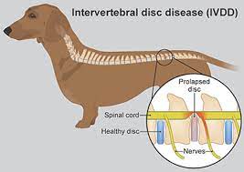 Ivdd Slipped Disc In Dogs Pdsa