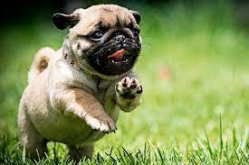 Filhote De Pug Tudo Que Voce Precisa Saber