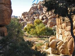 Check spelling or type a new query. Joshua Tree Nps On Twitter The Willow Hole Trail Allows Access Into The Wonderland Of Rocks And Ends At A Stand Of Willows 7 2 Miles 11 5km Round Trip Out Back Https T Co Ynit4zscov