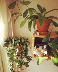 Pin On Plantcollection
