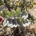 Image result for Lannea discolor