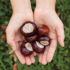 More images for buckeye nut good luck » Leaffilter Gutter Protection On Twitter Ohio Is Known As The Buckeye State Thanks To Buckeye Tree Nuts Which Are Abundant Throughout The Ohio River Valley Carrying One Of These In Your Pocket