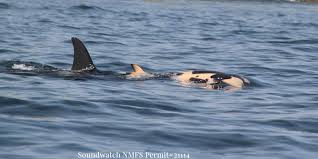 For questions about our pets for life program, please contact harry clements, pets for life supervisor, by using our contact form below or calling. Moms Who Lost Kids Understand Orca Whale Mourning Calf