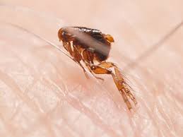 Get rid of a flea infestation by having a veterinarian treat any pets for fleas, and then using a good precor product to fog the house and stop fleas from. How To Get Rid Of Fleas Advice Products Owl Pest Control Dublin