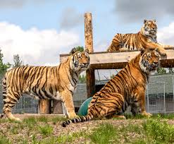 Ending the breeding, trade, use and abuse w a federal judge has granted big cat rescue's ceo carole baskin control of the g.w. Sanctuary Tour Of The Wildcat Sanctuary Virtual Tour