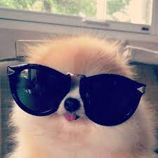 Here's the cutest video that you didn't know you needed in your life 😎🍉. 62 Animals In Sunglasses Ideas Animals Cute Animals Funny Animals