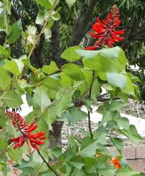 Image result for Erythrina falcata