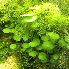 Image result for Hydrocotyle