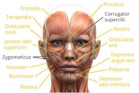 For example, flexor, extensor, adductor and abductor are names associated with the action of the the name of this muscle describes its attachments. Facial Muscle Liberal Dictionary Face Muscles Anatomy Facial Anatomy Facial Muscles Anatomy