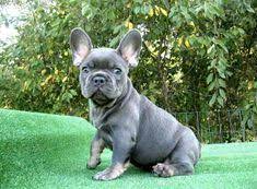 We are a christian family and live on 5 acres of land in sw missouri. 31 French Bulldog Puppies Dogs For Sale Ideas French Bulldog Puppies Bulldog Puppies French Bulldog