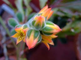 Maybe you would like to learn more about one of these? Echeveria Pulvinata Planta Ideal Para Tener En Maceta Jardineria On