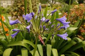 Image result for Agapanthus codii