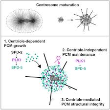 Centrosome structure and function in animal cell. Differential Requirements For Centrioles In Mitotic Centrosome Growth And Maintenance Sciencedirect